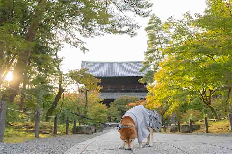 南禅寺を散歩する柴犬亜門さん