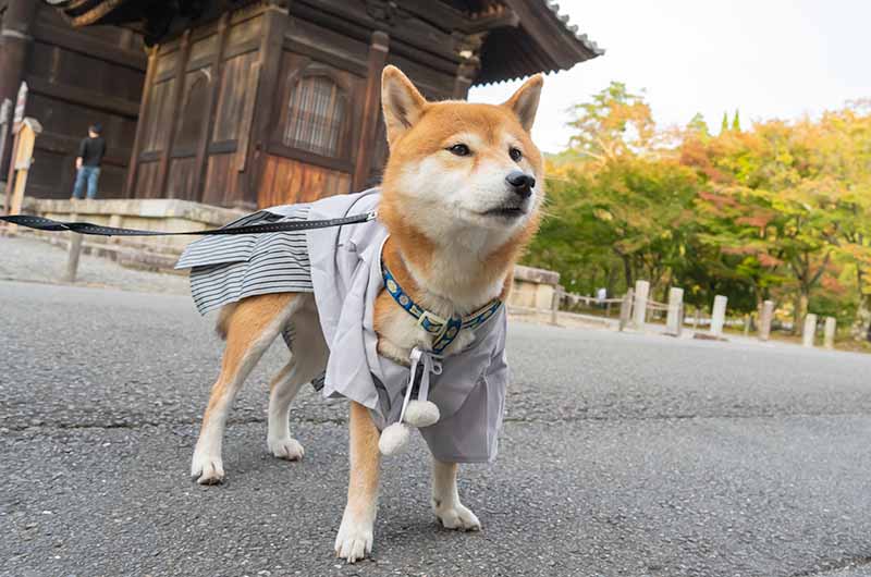 袴で京都を散歩する柴犬亜門さん