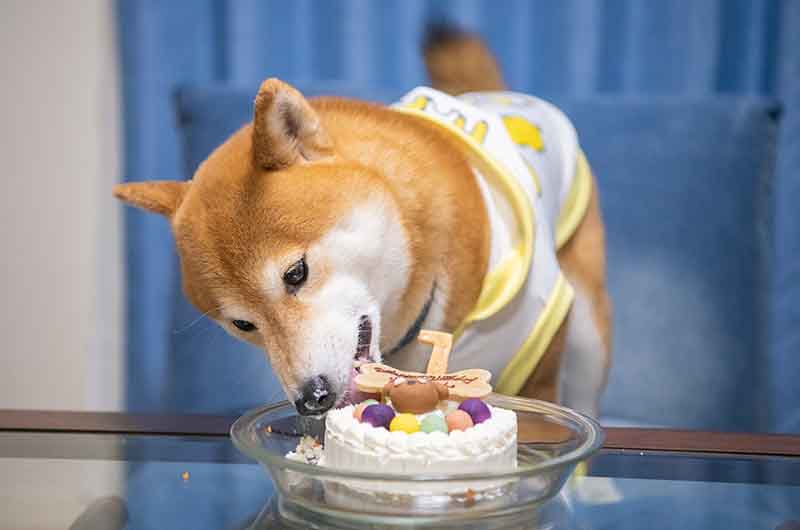 犬用ケーキを食べる柴犬亜門さん