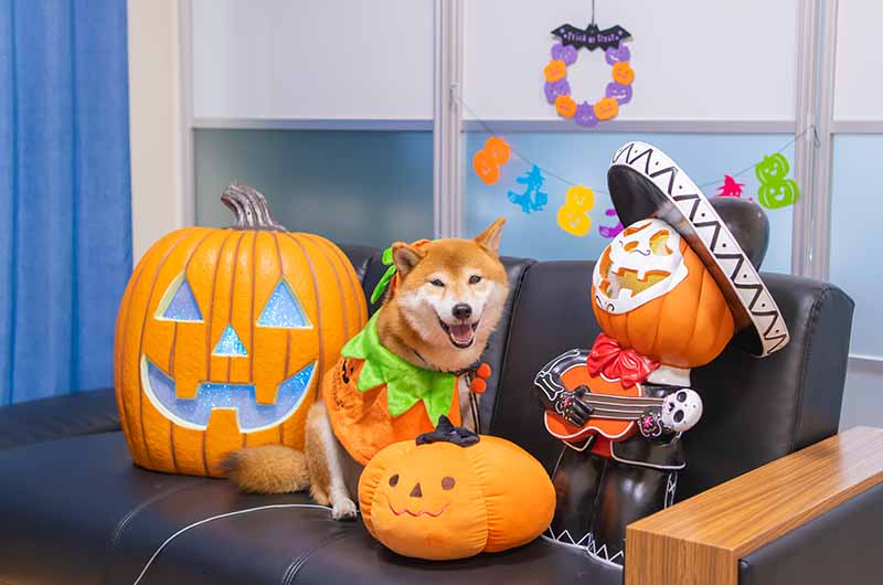 ハロウィンコスプレ かぼちゃと柴犬亜門さん