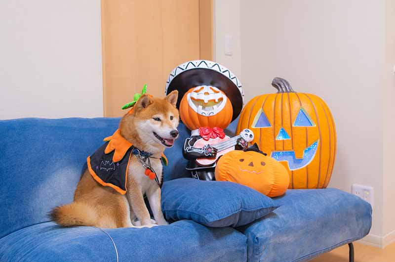 ハロウィンコスプレ かぼちゃと柴犬亜門さん