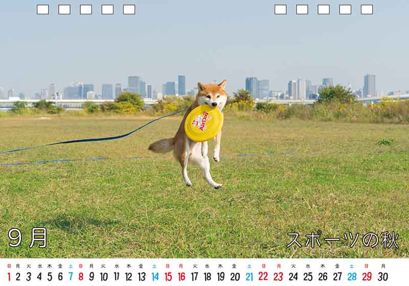 ディテック株式会社 柴犬亜門さん2024年カレンダー 9月