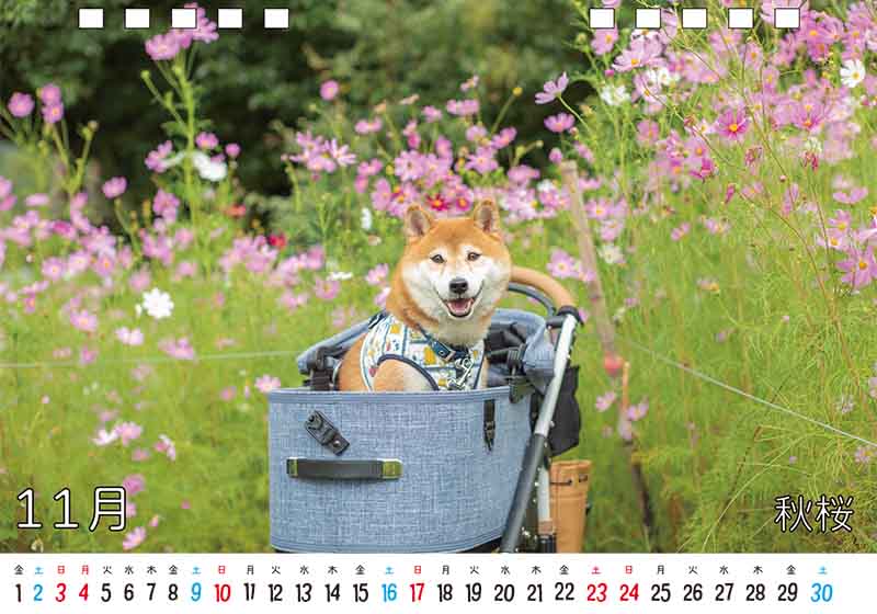 ディテック株式会社 柴犬亜門さん2024年カレンダー 11月