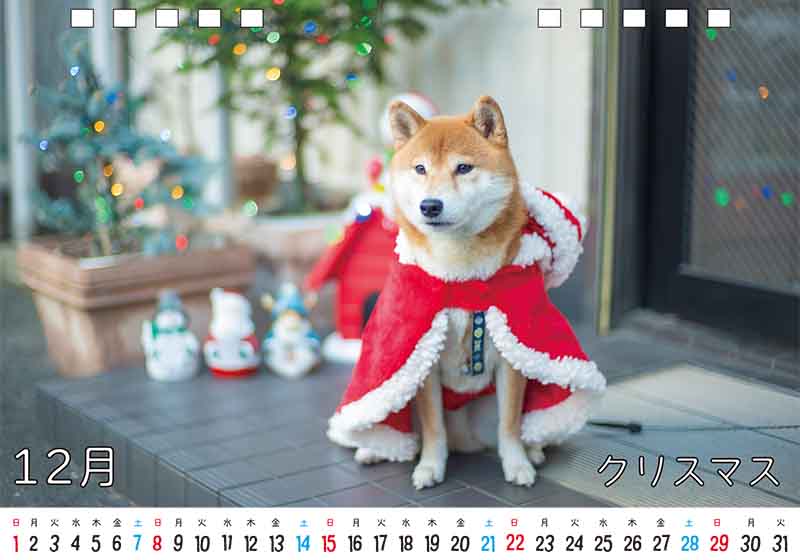 ディテック株式会社 柴犬亜門さん2024年カレンダー 12月
