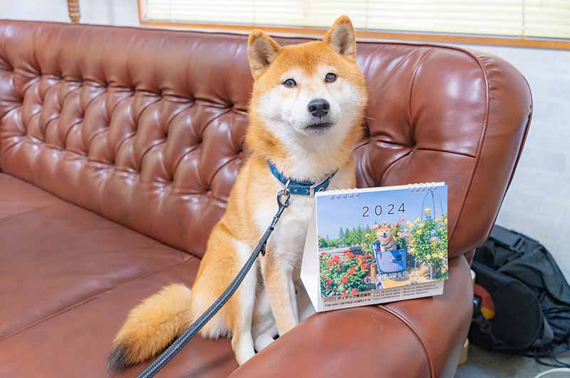 柴犬亜門さんとディテックオリジナルカレンダー