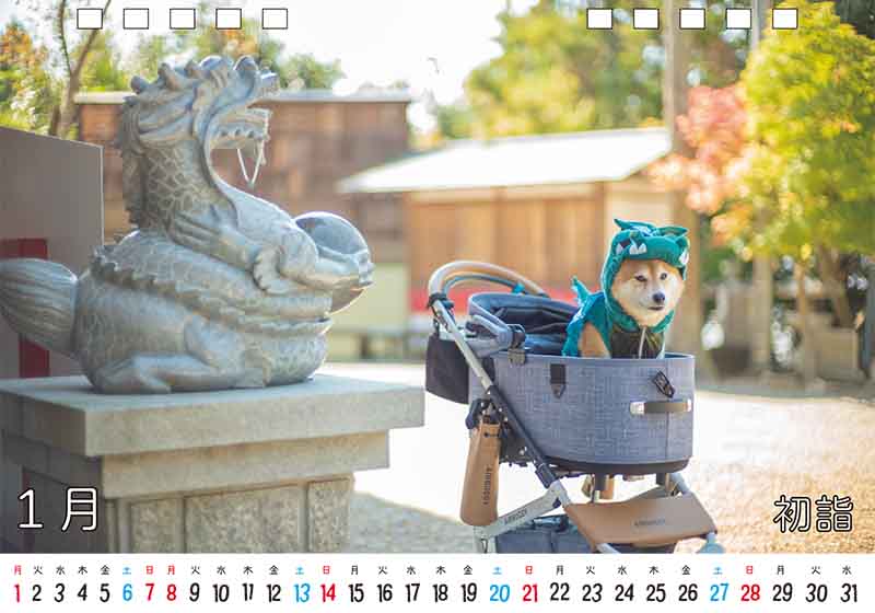 ディテック株式会社 柴犬亜門さん2024年カレンダー 1月