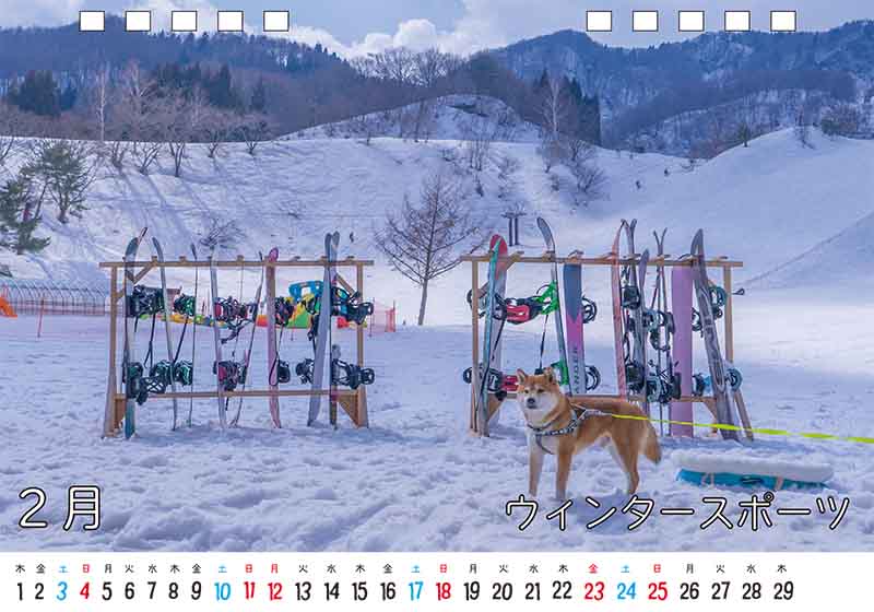 ディテック株式会社 柴犬亜門さん2024年カレンダー 2月