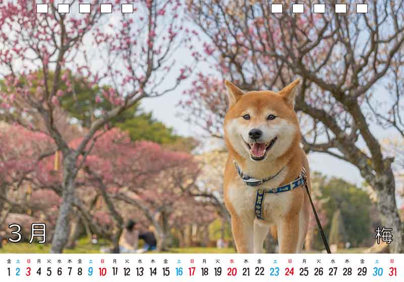 ディテック株式会社 柴犬亜門さん2024年カレンダー 3月
