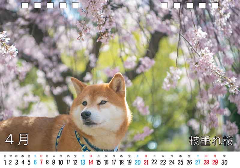 ディテック株式会社 柴犬亜門さん2024年カレンダー 4月