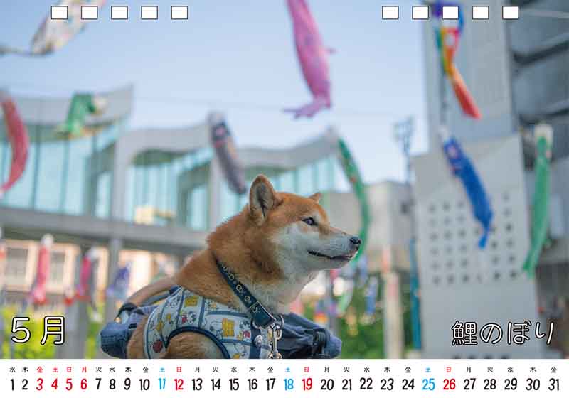 ディテック株式会社 柴犬亜門さん2024年カレンダー 5月