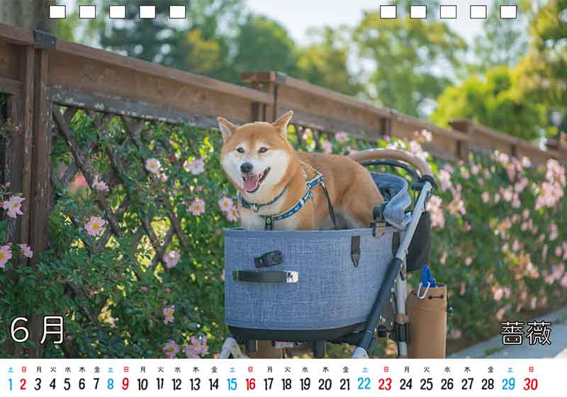 ディテック株式会社 柴犬亜門さん2024年カレンダー 6月