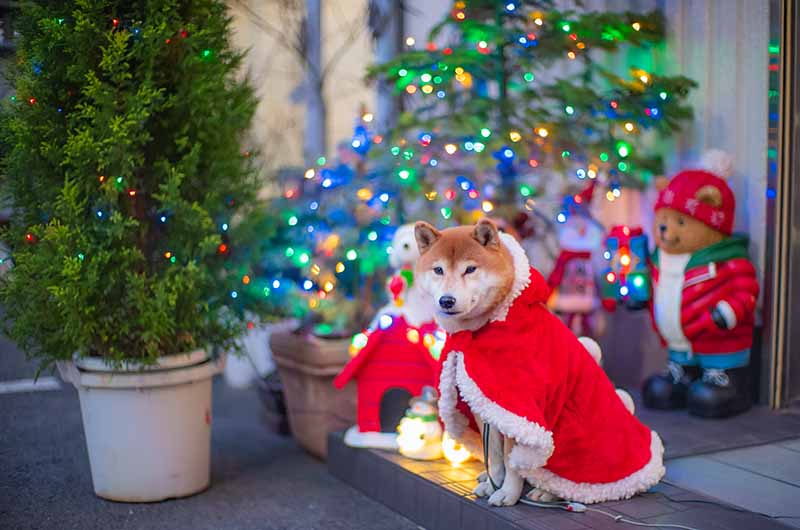 クリスマスポンチョを着た柴犬亜門さん