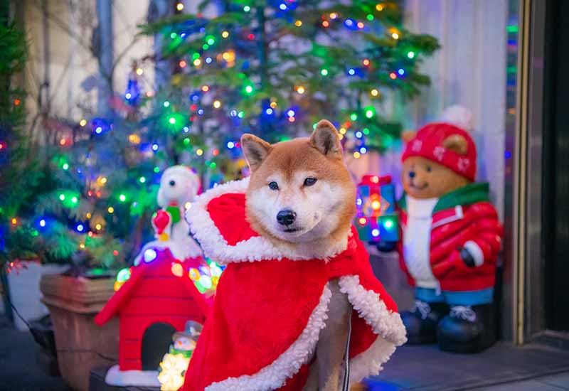 クリスマスツリーのイルミネーションと柴犬亜門さん