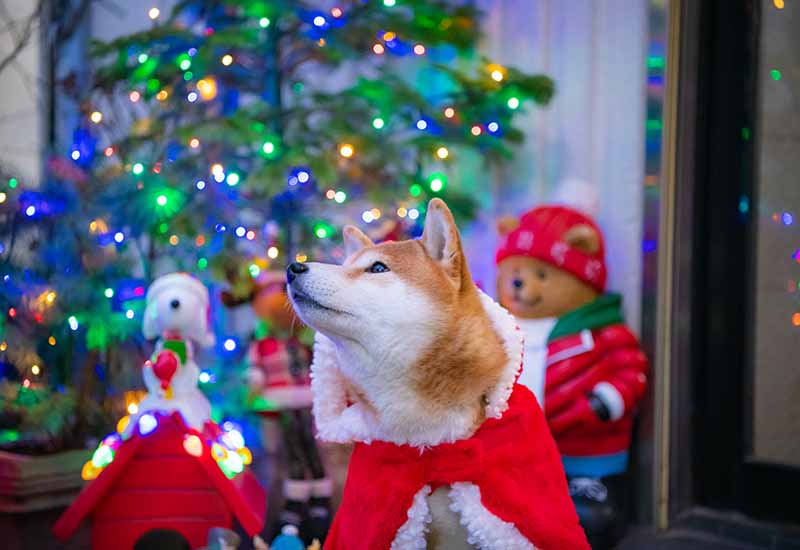 クリスマスツリーのイルミネーションと柴犬亜門さん
