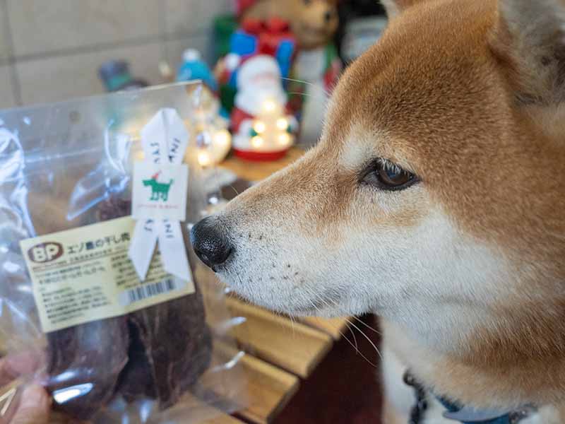 クリスマスプレゼントに興味津々の柴犬亜門さん