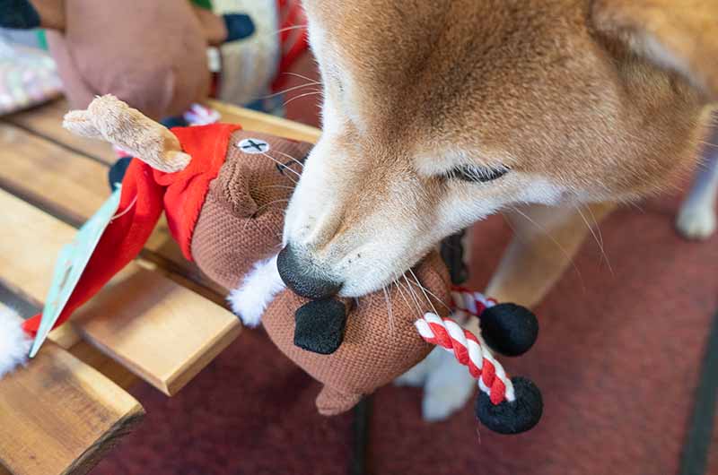 クリスマスプレゼントのぬいぐるみで遊ぶ柴犬亜門さん
