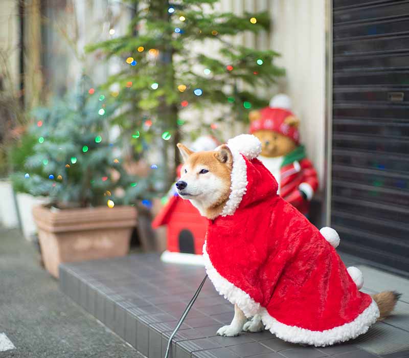 クリスマスポンチョを着た柴犬亜門さん