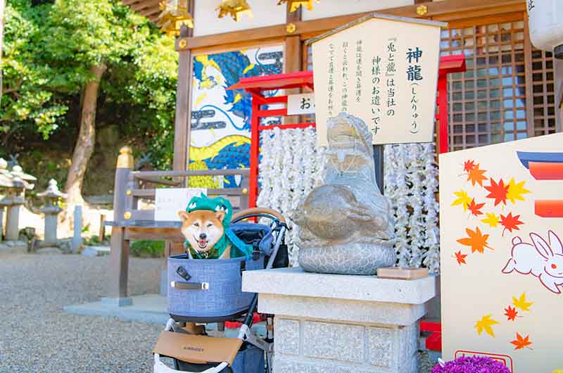 関西 辰年 龍 犬とお参りできる神社 初詣