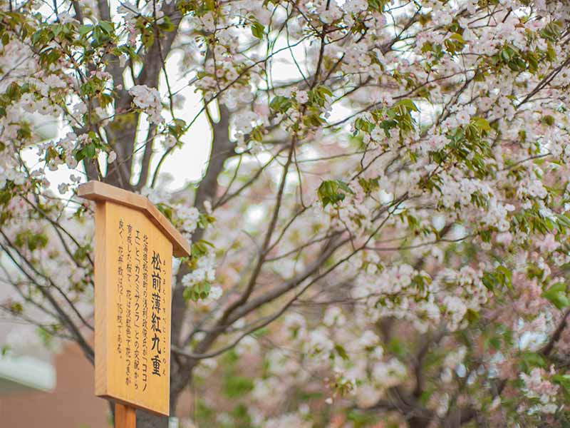 造幣局の桜の通り抜け 松前薄紅九重