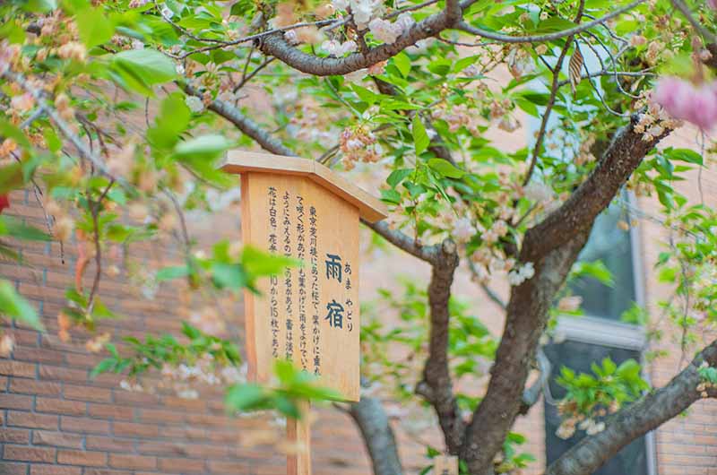 造幣局の桜の通り抜け 雨宿