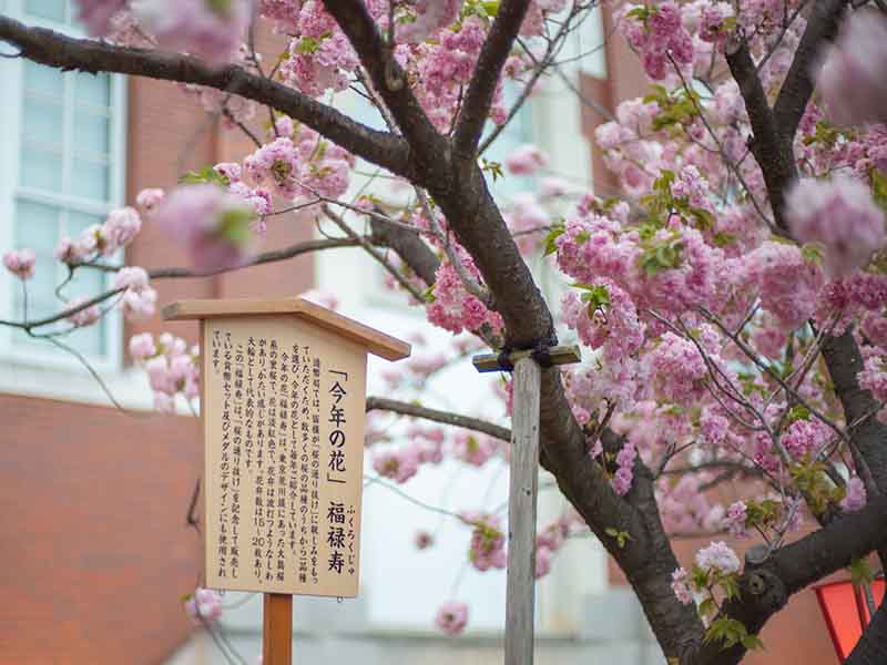 造幣局の桜の通り抜け 今年の花 福禄寿