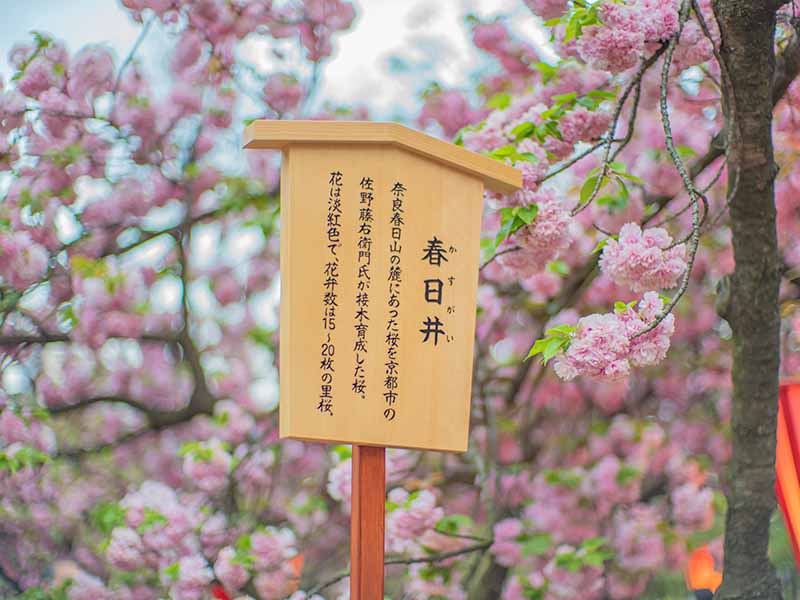 造幣局の桜の通り抜け 春日井