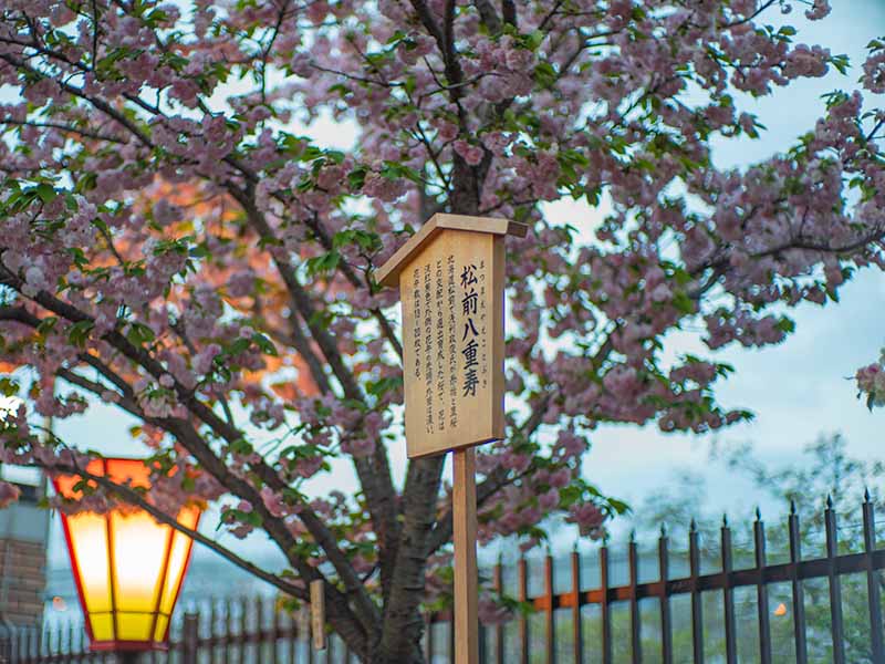 造幣局の桜の通り抜け 松前八重寿