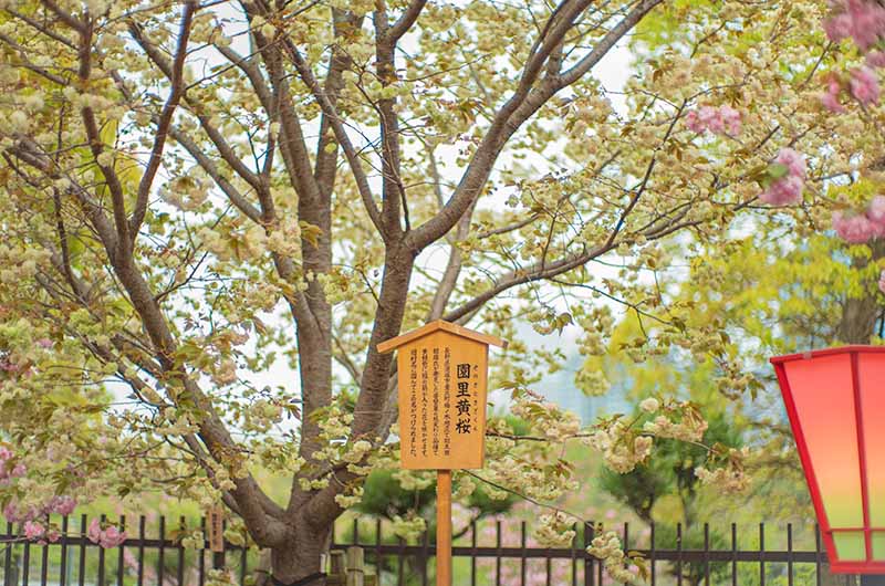 造幣局の桜の通り抜け 園里黄桜