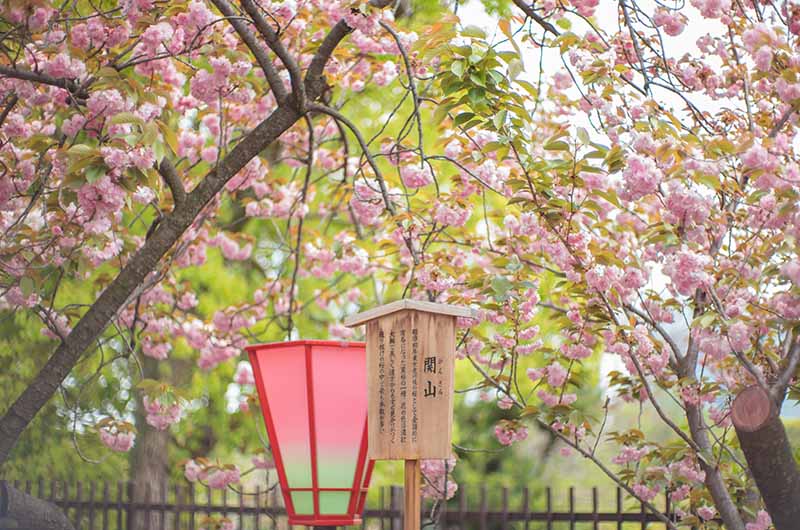 造幣局の桜の通り抜け 関山