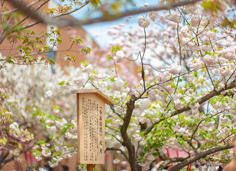 造幣局の桜の通り抜け 今年の花 松月