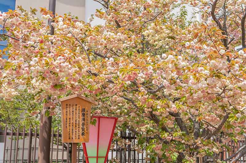 造幣局の桜の通り抜け 須磨浦普賢象
