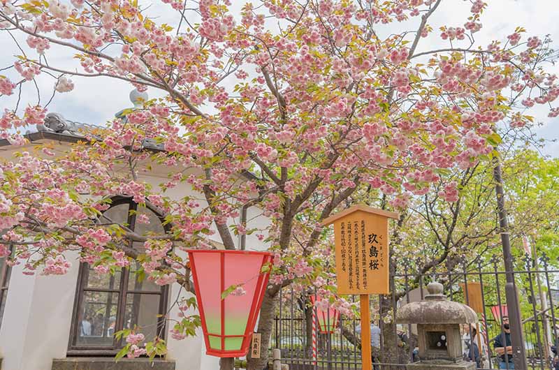 造幣局の桜の通り抜け 玖島桜