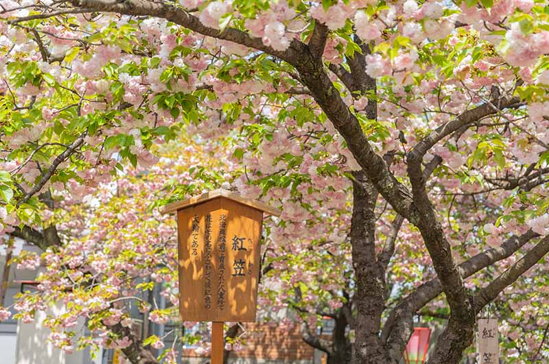 造幣局の桜の通り抜け 紅笠 