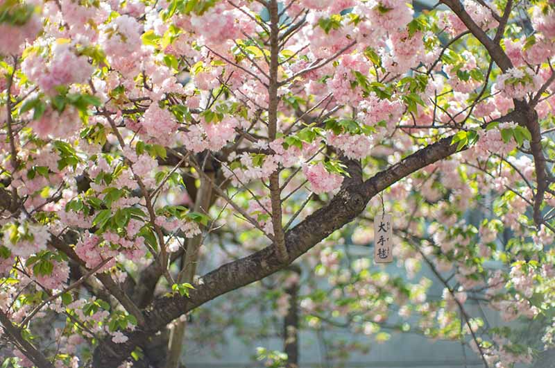 造幣局の桜の通り抜け 大手毬