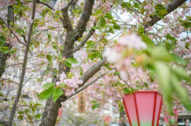 造幣局の桜の通り抜け 永源寺