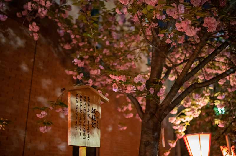 造幣局の桜の通り抜け 紅提灯
