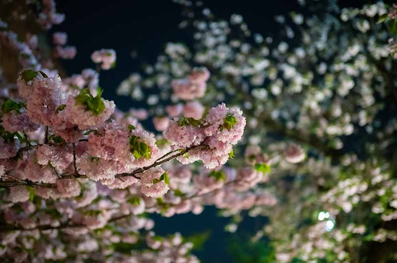 造幣局の桜の通り抜け ライトアップ