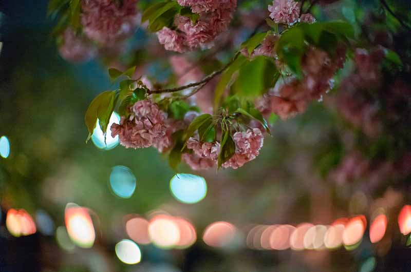 造幣局の桜の通り抜け ライトアップ
