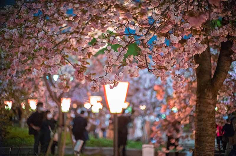 造幣局の桜の通り抜け　夜桜