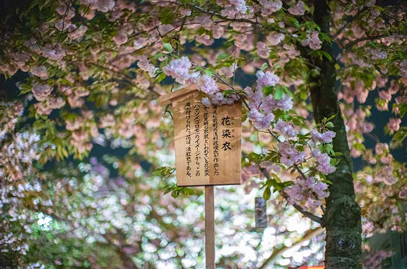 造幣局の桜の通り抜け 花染井