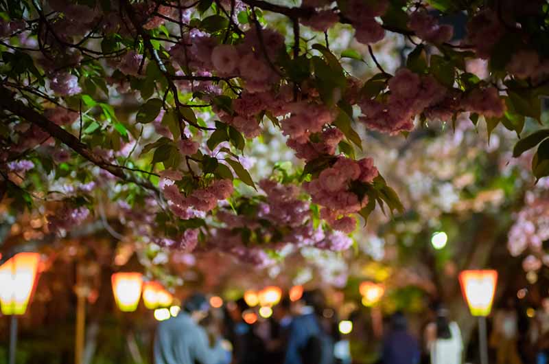 造幣局の桜の通り抜け　夜桜