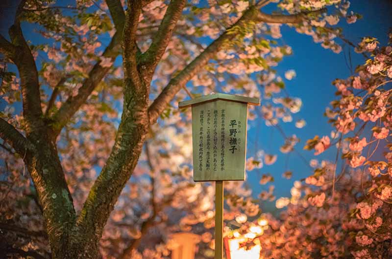 造幣局の桜の通り抜け 平野撫子