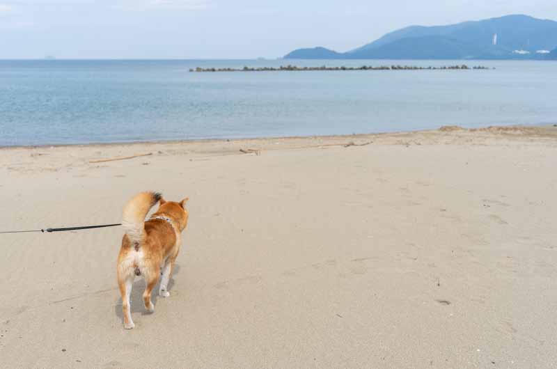 丹後由良海水浴場 柴犬亜門さん