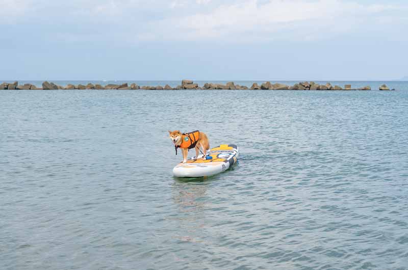 丹後由良海水浴場 柴犬亜門さん