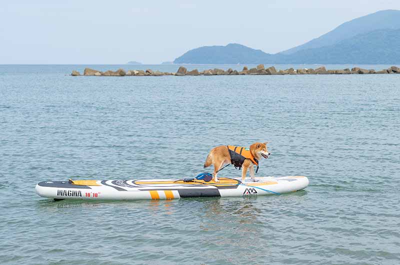 丹後由良海水浴場 柴犬亜門さん