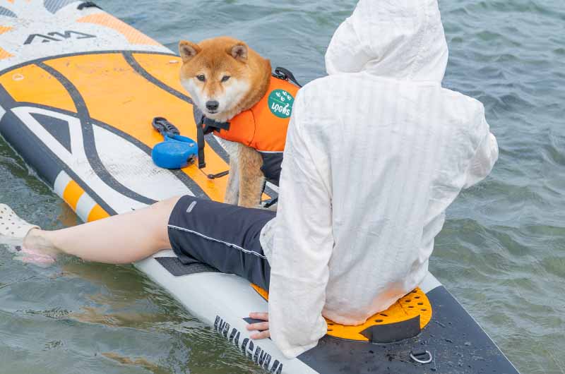 丹後由良海水浴場 柴犬亜門さん