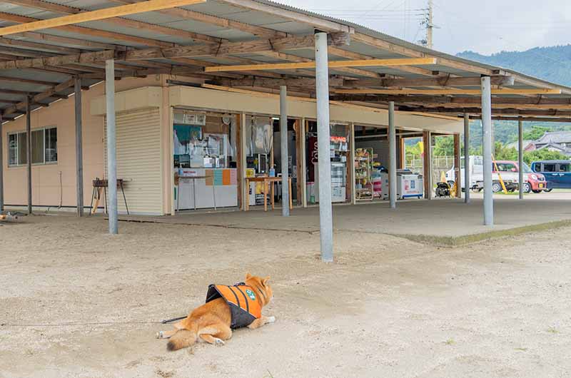 砂浜でくつろぐ柴犬亜門さん