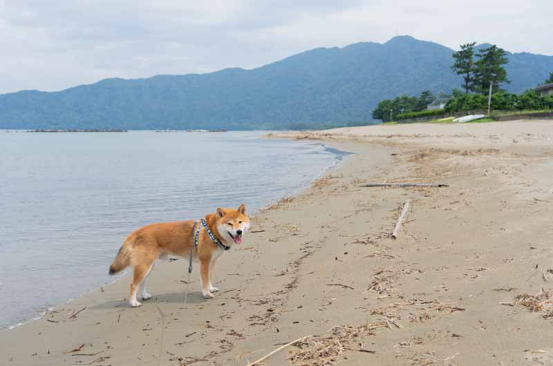 丹後由良海水浴場 柴犬亜門さん