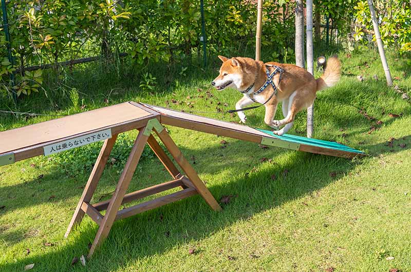 犬用の遊び場　グランピングビレッジHAJIME