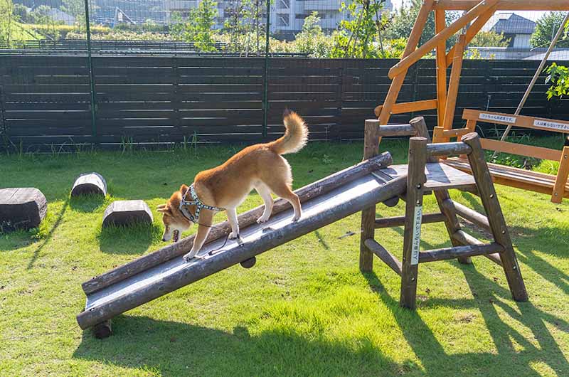 犬用の遊び場　グランピングビレッジHAJIME